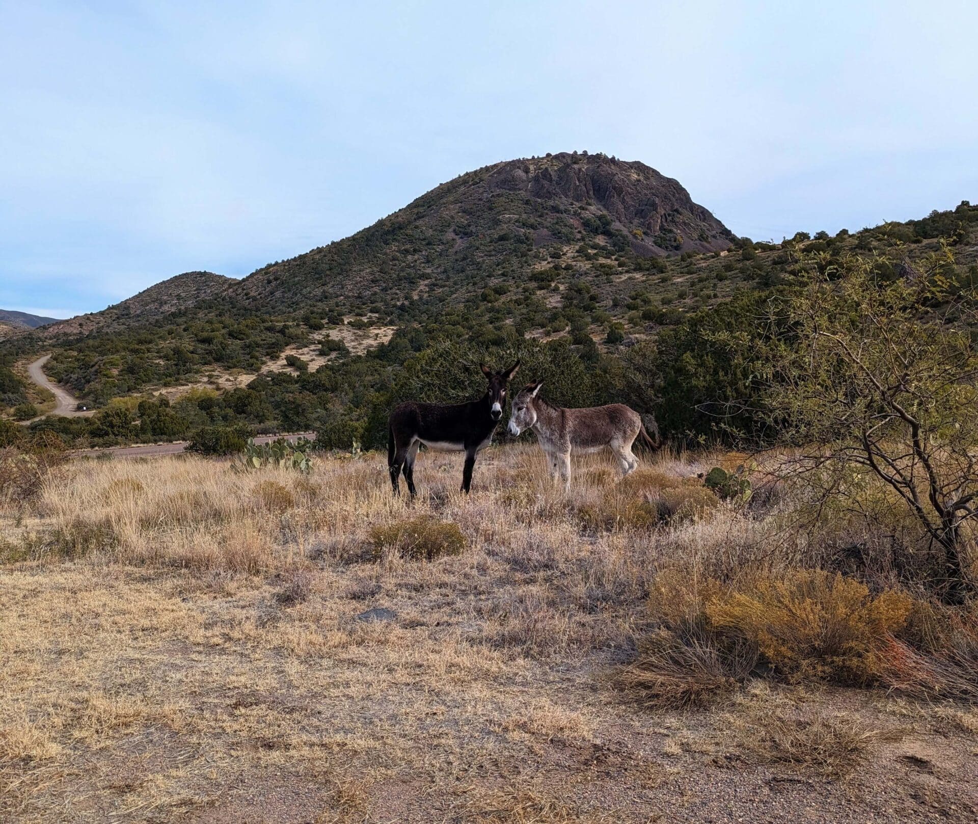 Mt. Ord to Sunflower Mine background